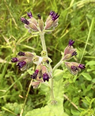 Anchusa undulata