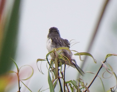 Sporophila telasco