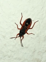 Cosmopleurus fulvipes