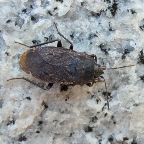 Naphiellus irroratus