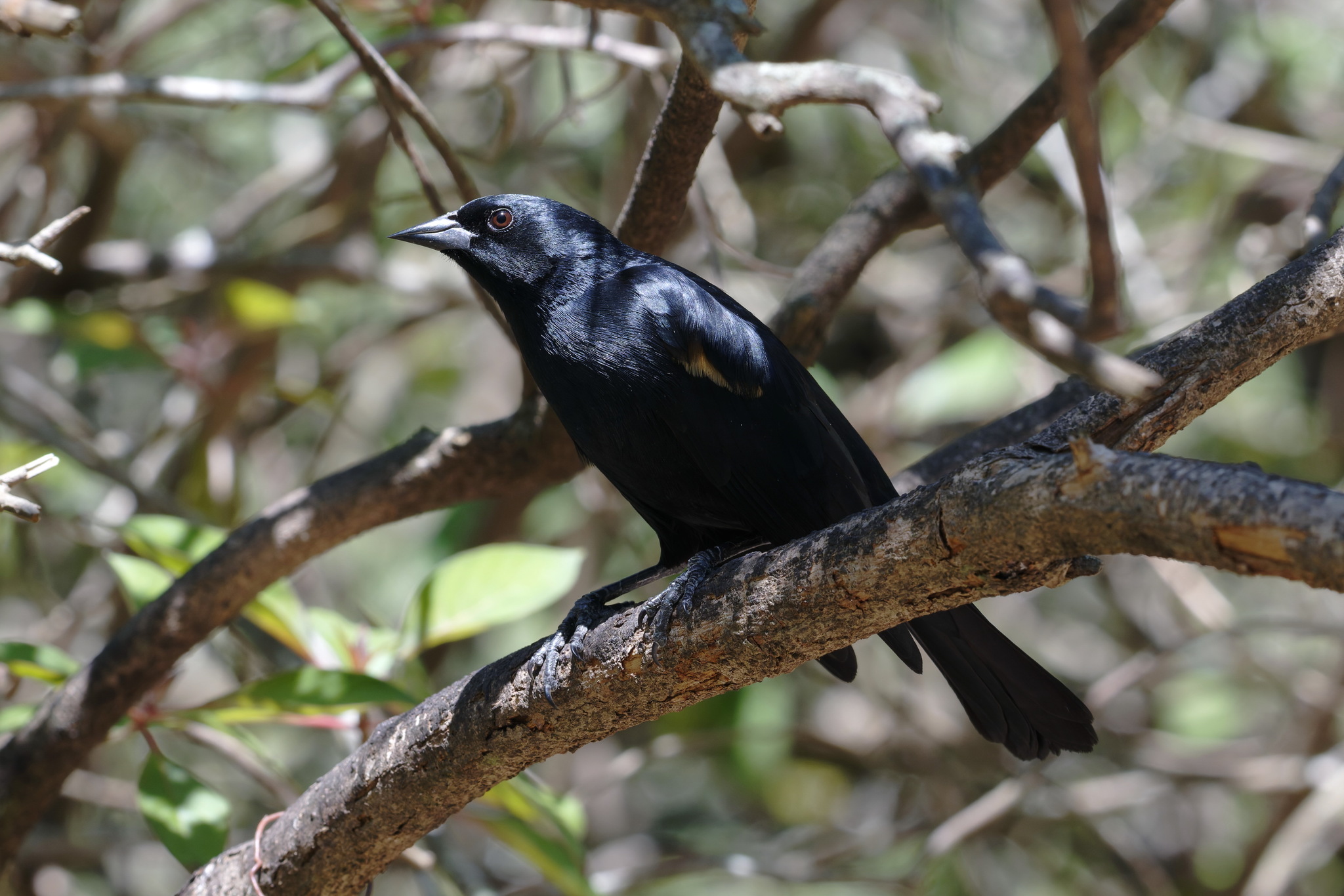 Tawny-shouldered Blackbird (Agelaius humeralis), photo 1