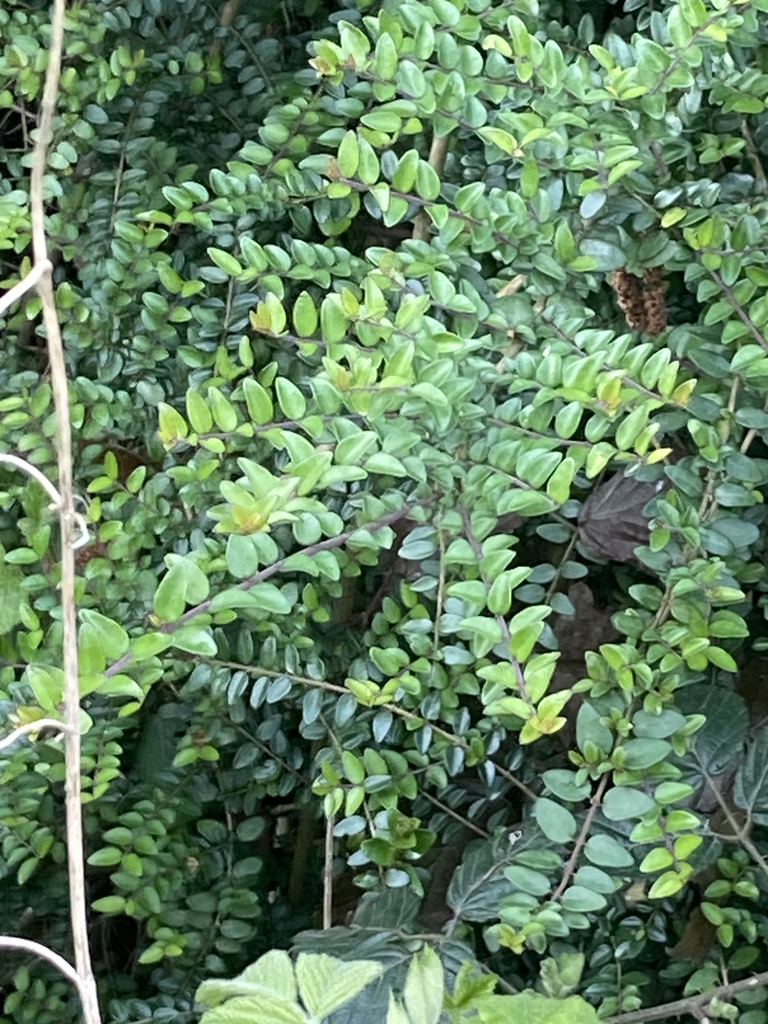 Lonicera Ligustrina (Lonicera ligustrina)