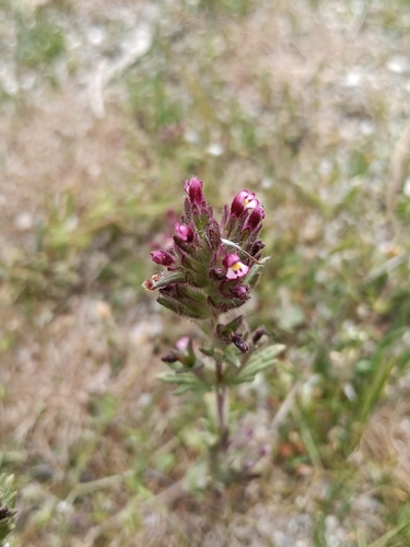 Broadleaf Glandweed (Parentucellia latifolia)