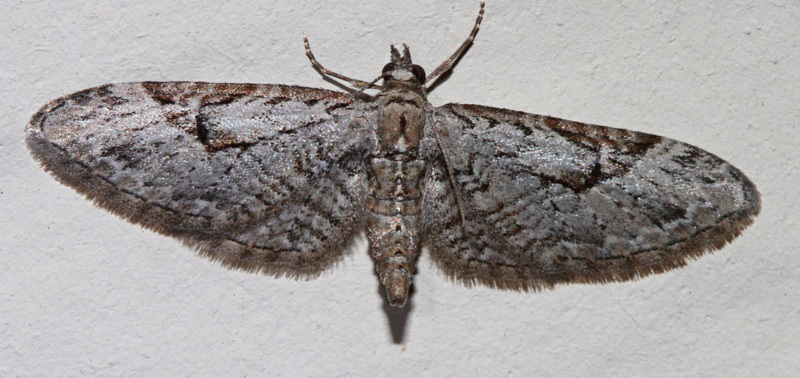 Eupithecia bolterii