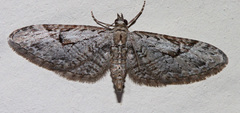 Eupithecia bolterii