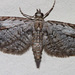 Eupithecia bolterii - Photo (c) Diana-Terry Hibbitts, some rights reserved (CC BY-NC), uploaded by Diana-Terry Hibbitts