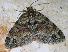 Hammaptera parinotata