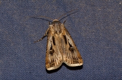 Agrotis spinifera
