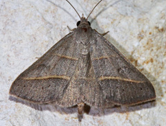 Hemeroplanis parallela