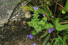 Scutellaria strigillosa