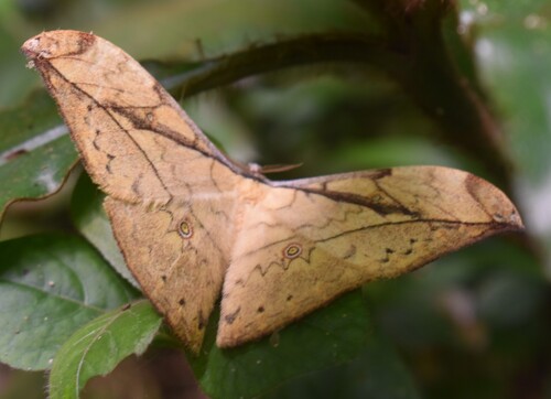 Leaf Emperor