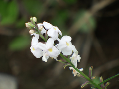 Pitraea cuneato-ovata