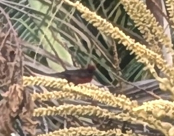Micronesian Myzomela (Myzomela rubratra), photo 5