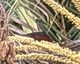 Micronesian Myzomela (Myzomela rubratra), photo 2