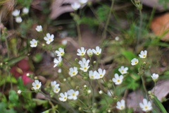 Androsace umbellata