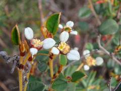Spyridium thymifolium