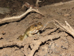 Leptodactylus griseigularis