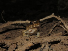 Leptodactylus griseigularis