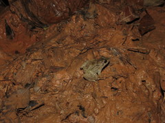 Leptodactylus griseigularis