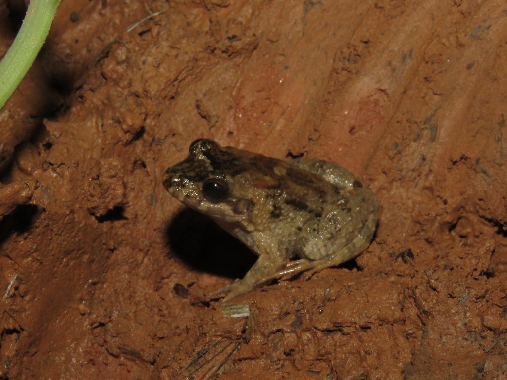 Grey-throated White-lipped Frog