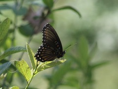 Limenitis arthemis arizonensis