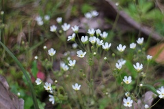 Androsace umbellata