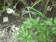 Pitraea cuneato-ovata