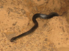 Helicops leopardinus