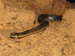 Helicops leopardinus