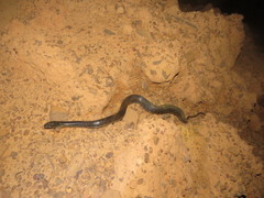 Helicops leopardinus