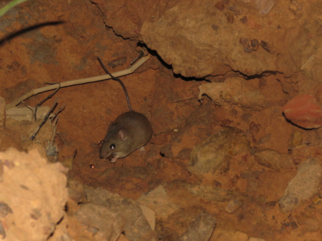 Western Amazonian Oryzomys