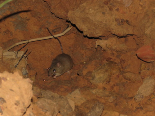Western Amazonian Rice Rat (Hylaeamys perenensis) — Least Concern Mammalia