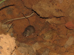 Hylaeamys perenensis