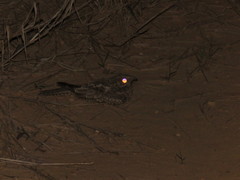 Hydropsalis climacocerca