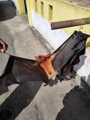 Pteropus melanopogon