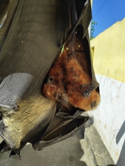 Pteropus melanopogon