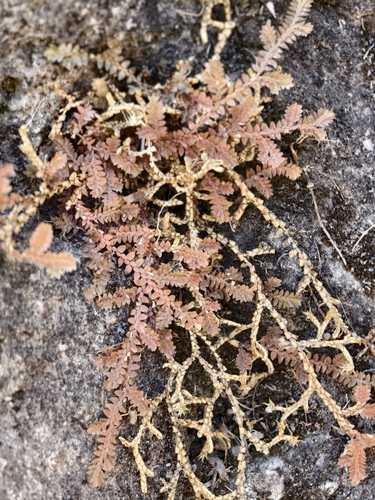 Selaginella davidii iNat (2)