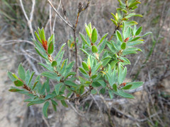 Pultenaea trinervis