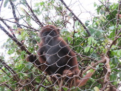 Alouatta sara
