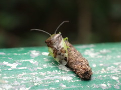 Elasmostethus nubilus