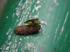 Elasmostethus nubilus