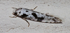 Nemapogon defectella