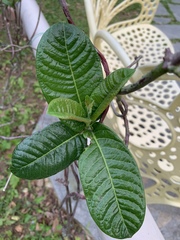 Allamanda blanchetii
