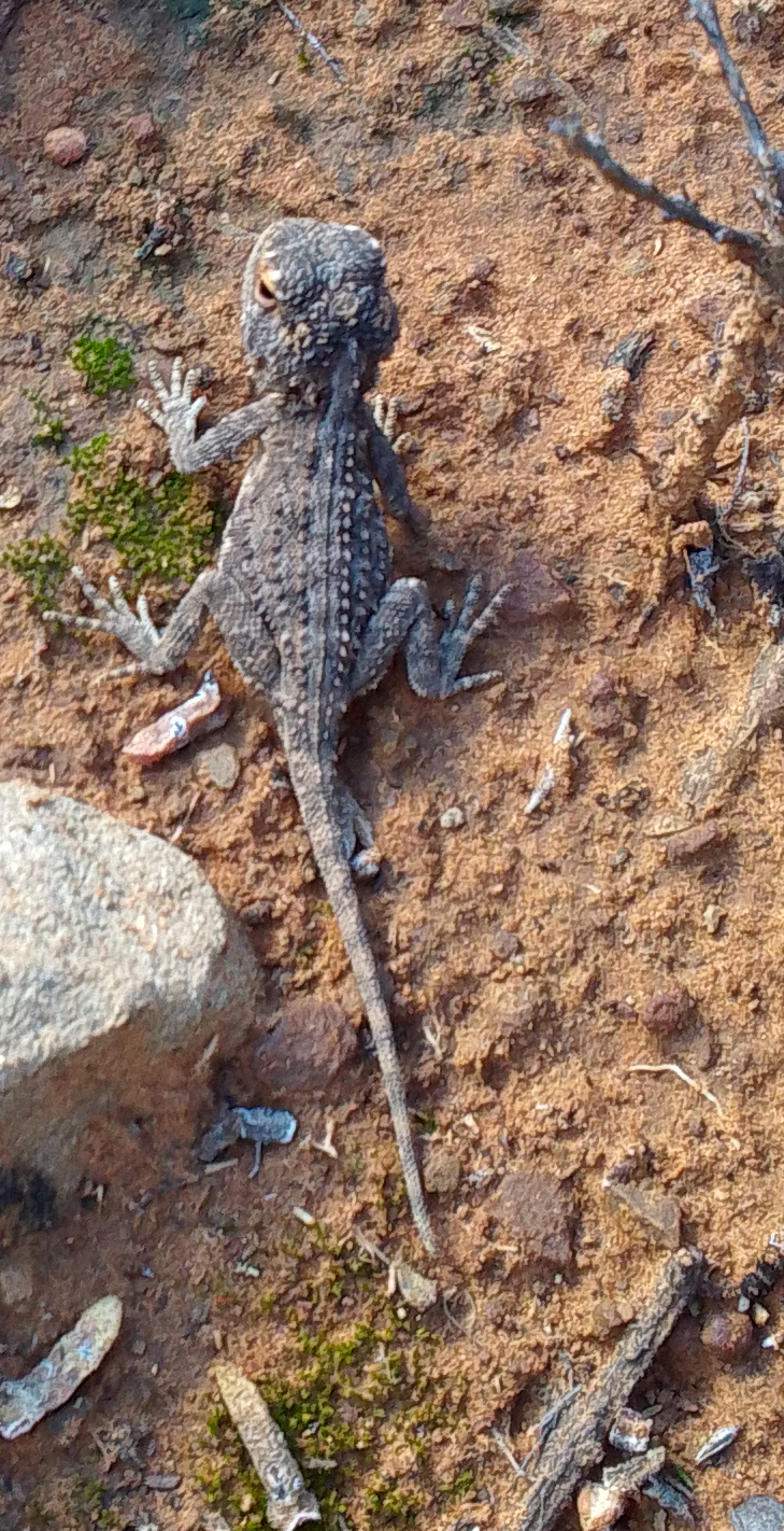 Agama aculeata Merrem, 1820