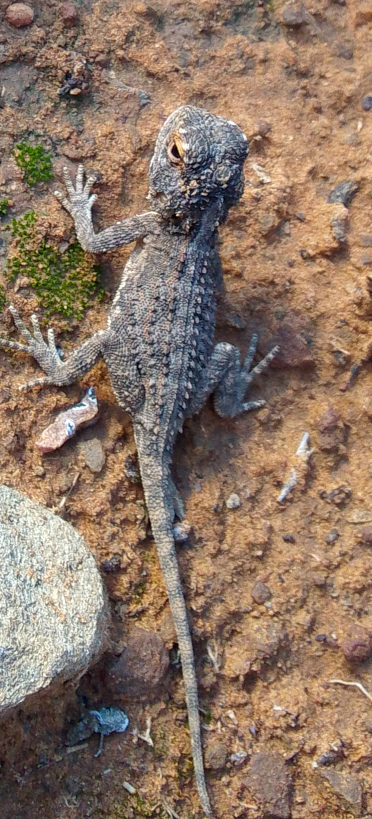 Agama aculeata Merrem, 1820
