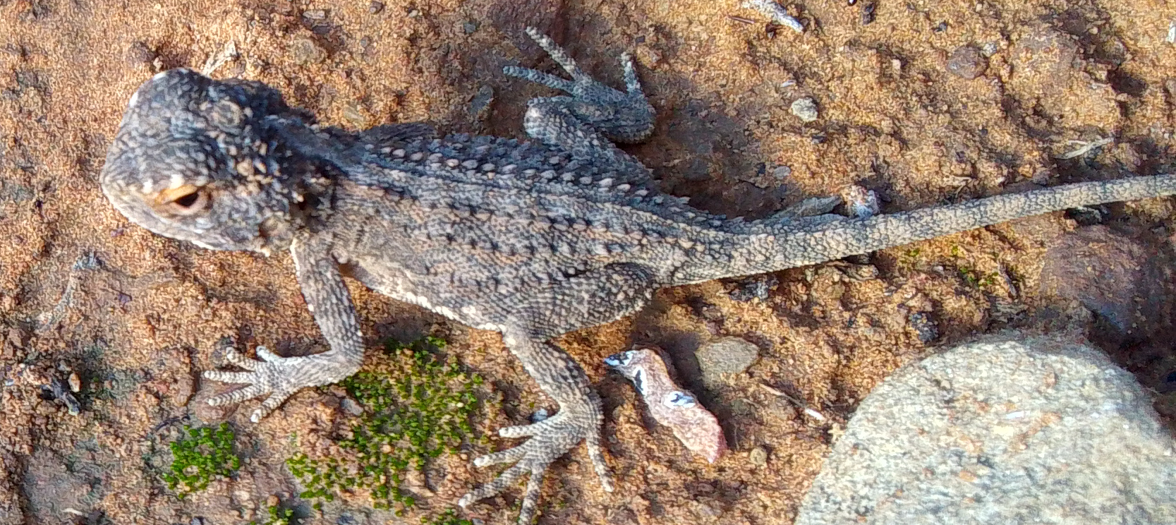 Agama aculeata Merrem, 1820
