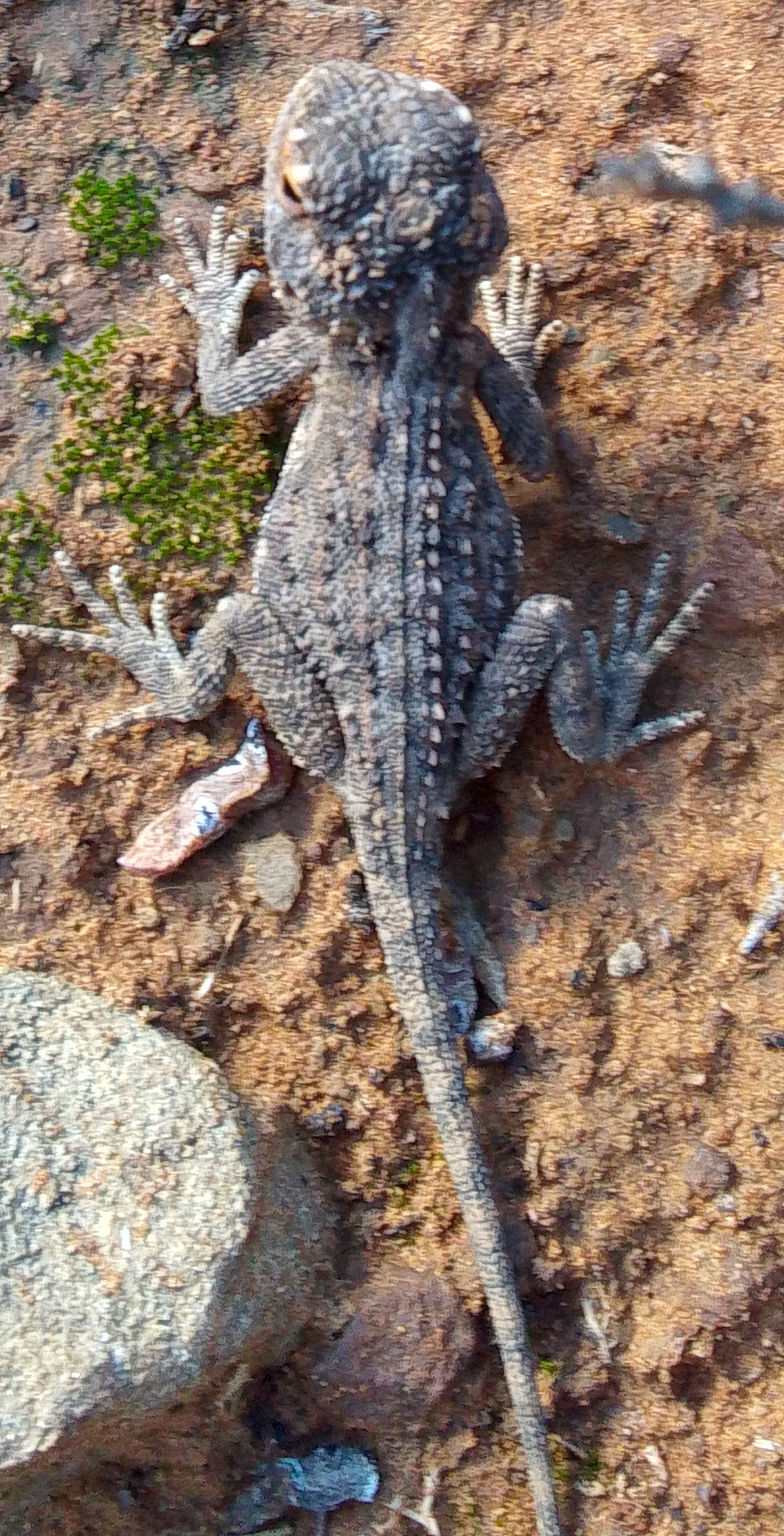 Agama aculeata Merrem, 1820
