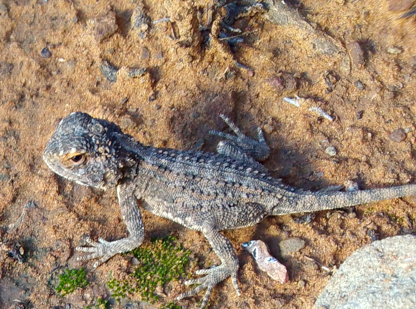 Agama aculeata Merrem, 1820