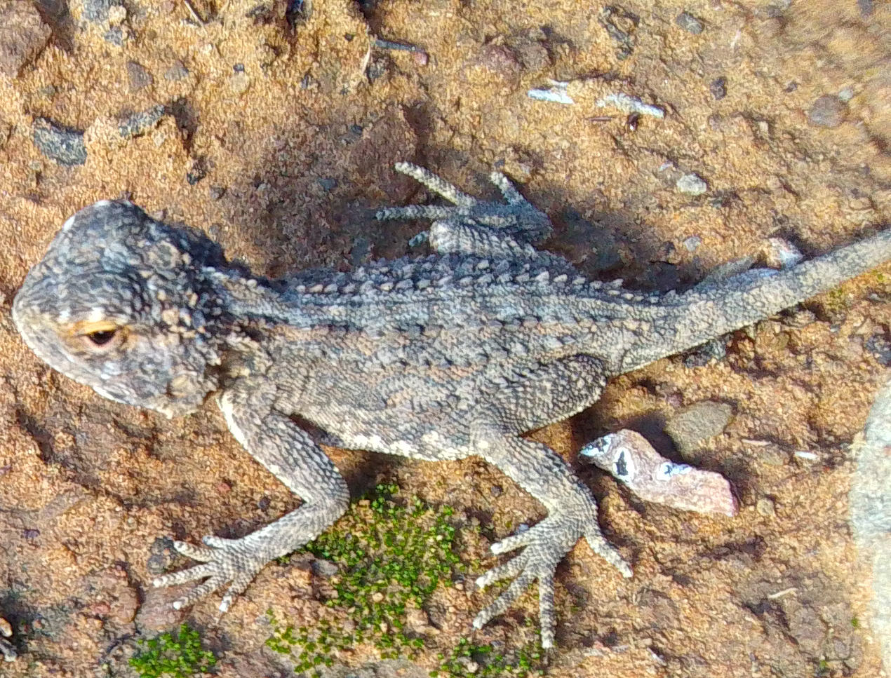 Agama aculeata Merrem, 1820