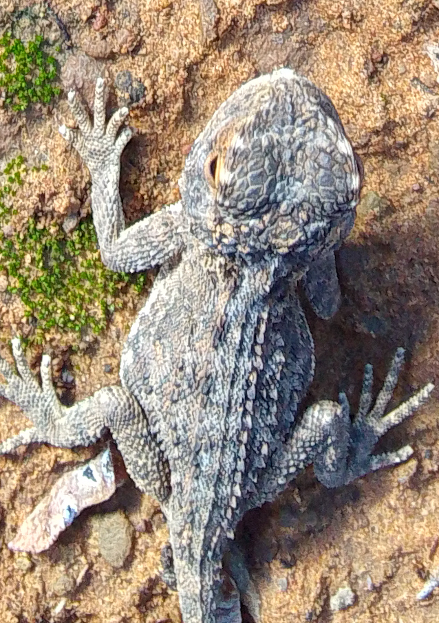 Agama aculeata Merrem, 1820